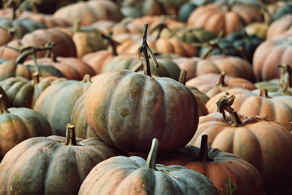 pumpkin patch tarantula size