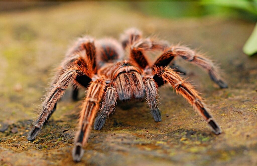 mexican fire leg tarantula