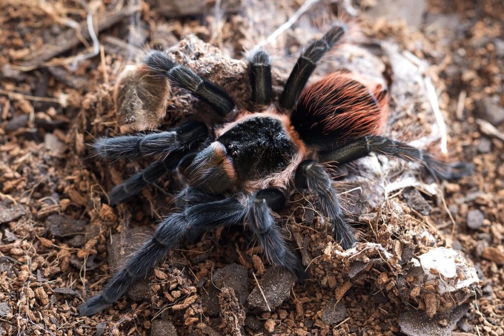mexican red rump tarantula