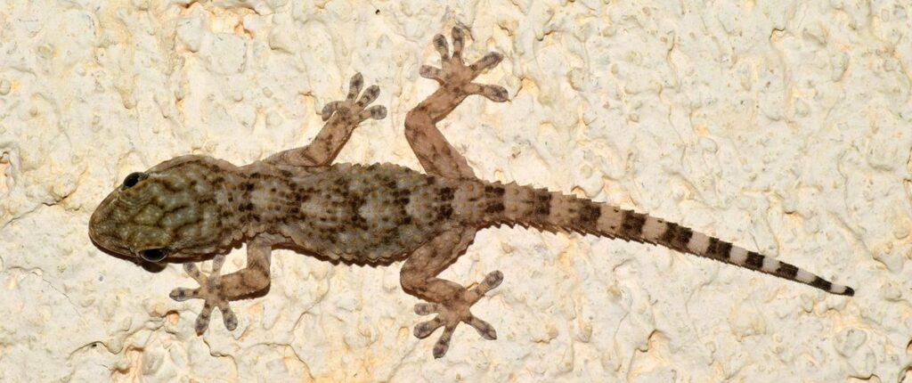 tarentola mauritanica