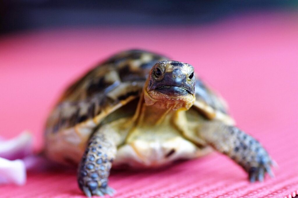 terrestrial turtles