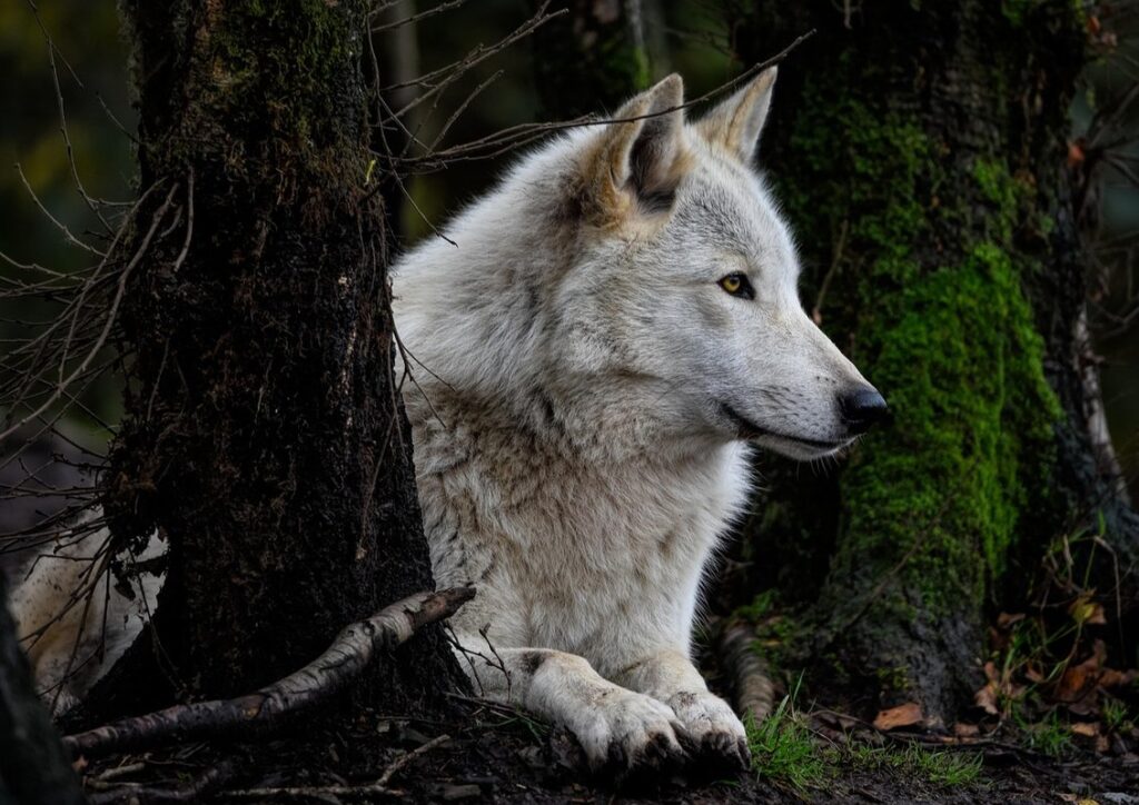 black timber wolf pup