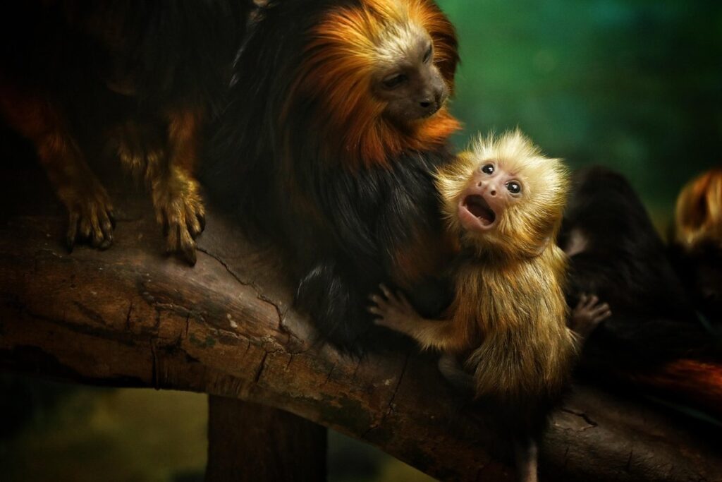 tiny monkeys for pets