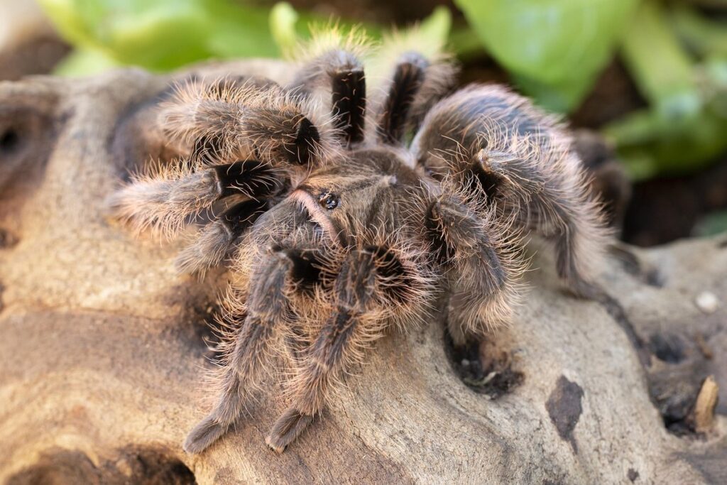 tliltocatl vagans
