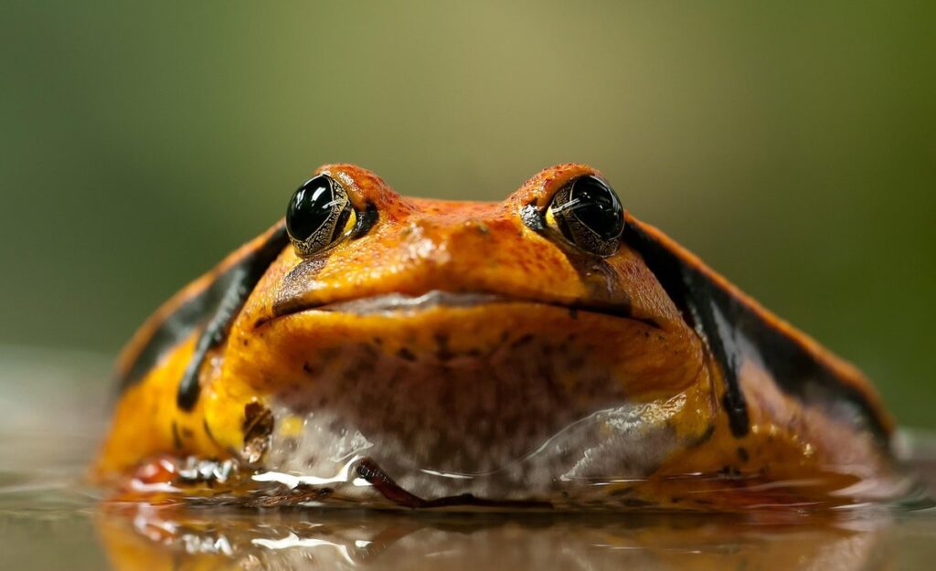 tomato frogs as pets