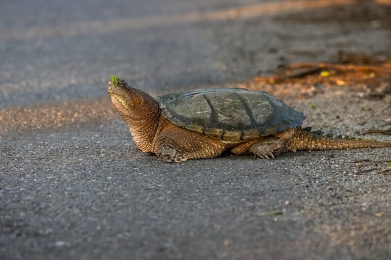how much is a turtle information