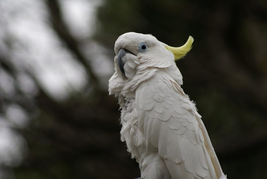 umbrella cockatoo diet