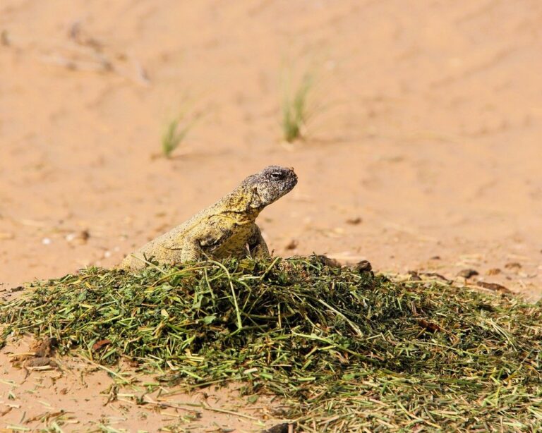 uromastyx yellow