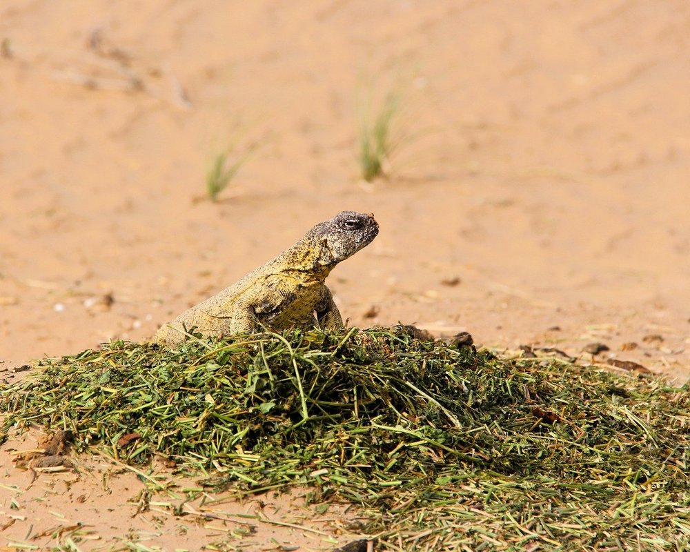 uromastyx yellow