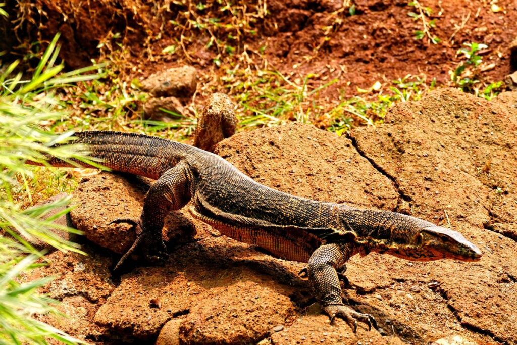 varanus salvator
