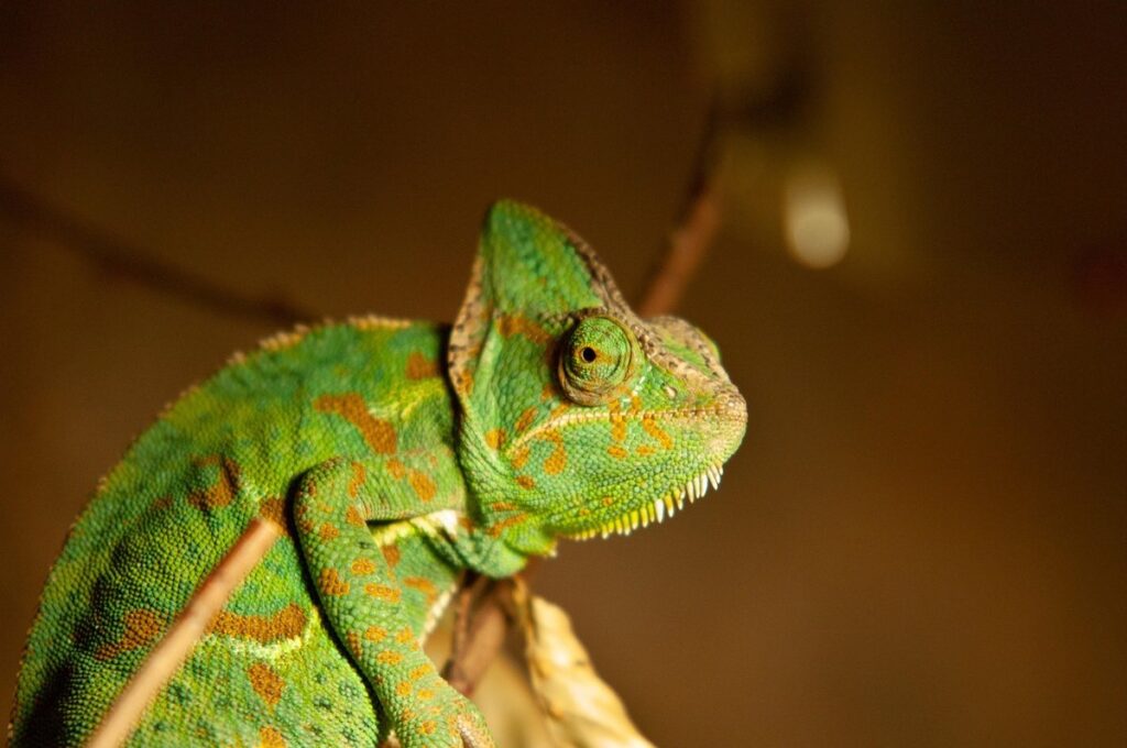 how much is a veiled chameleon information