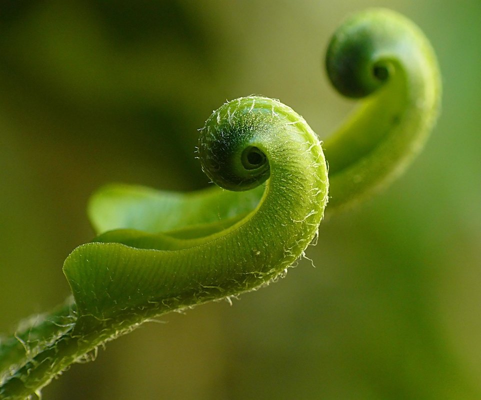 vietnam centipede care