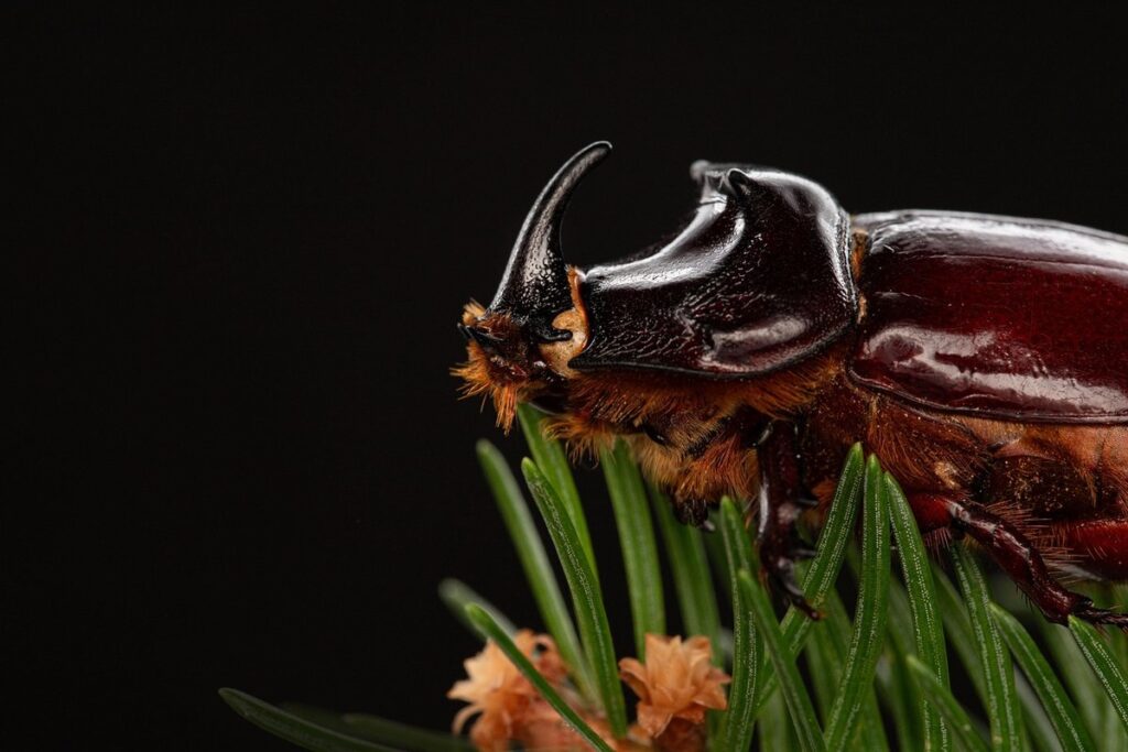 live water bugs characteristics