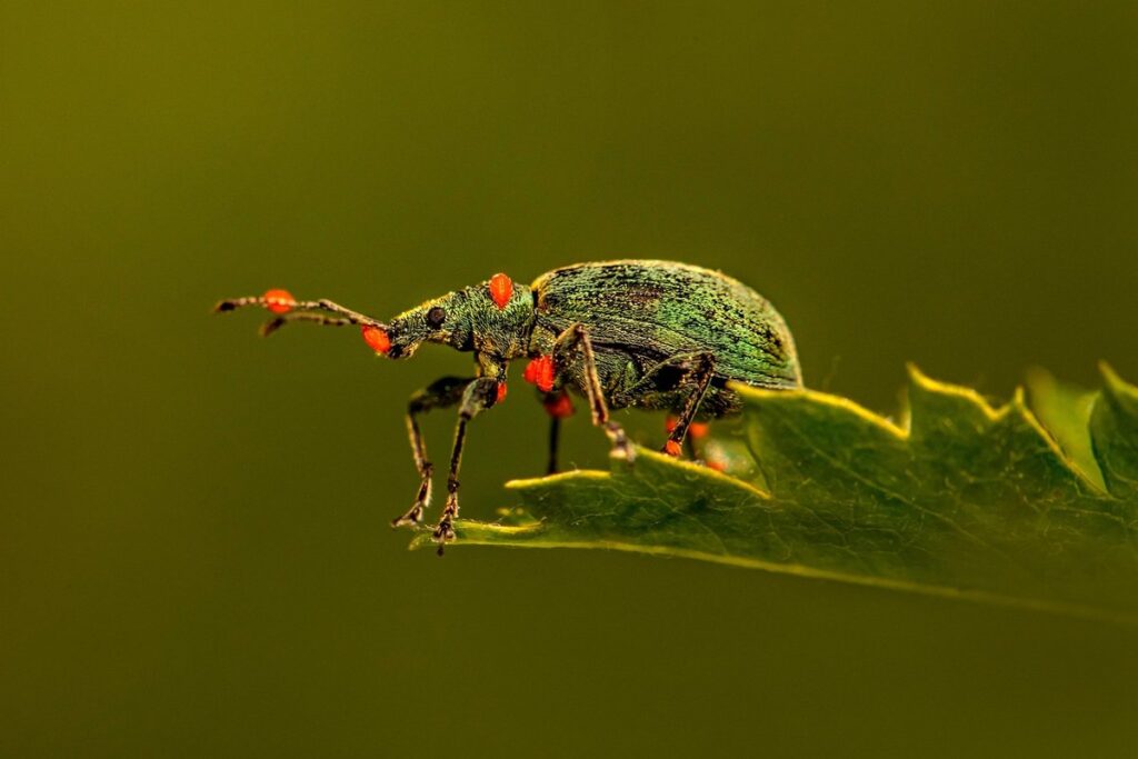 weevils as exotic pets