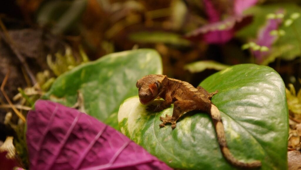 white crested gecko