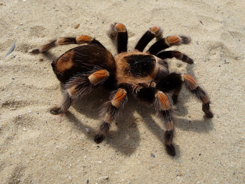 red knee tarantula