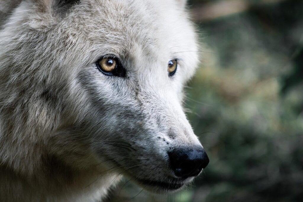 hybrid wolf and dog