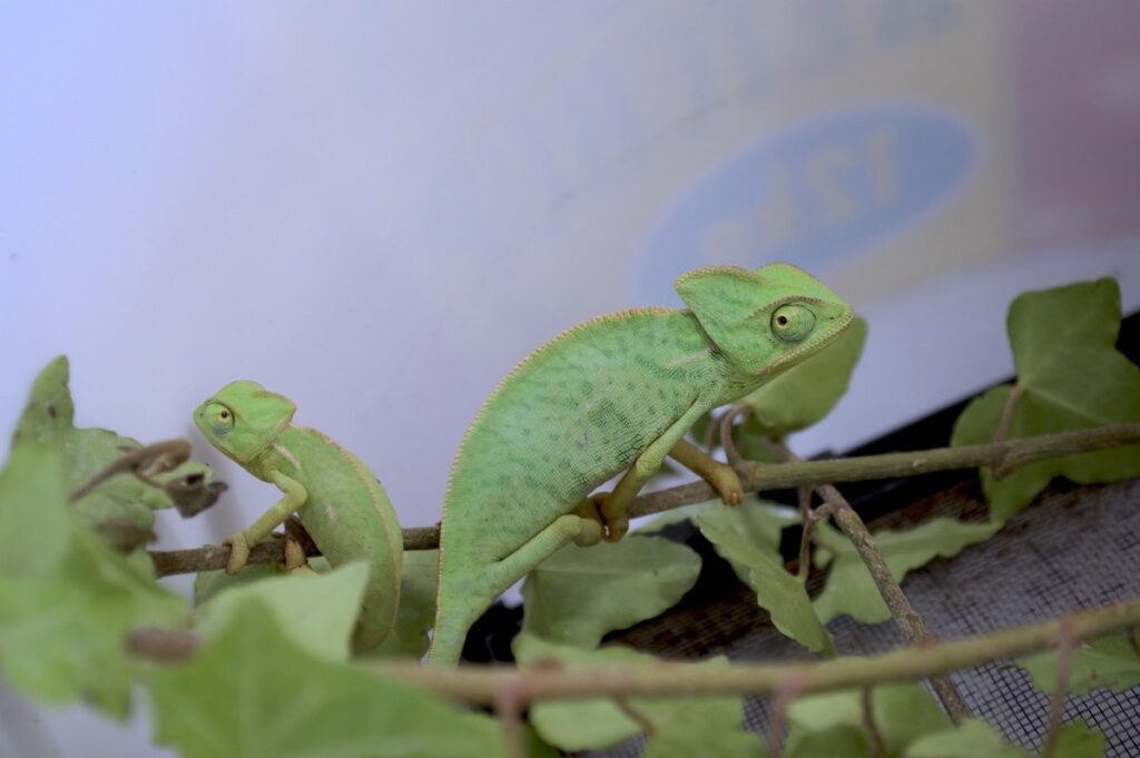 yemen chameleon lifespan